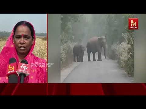 Tragic Elephant Attack in Khordha: Young Man Killed | NandighoshaTV