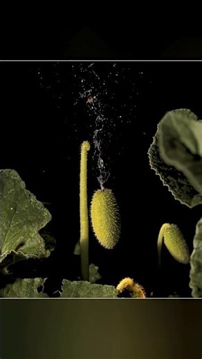 Exploding Cucumber Machanism 😱😀 #abhidox #ytshorts #hindifacts #viralfacts #amazing #cucumber