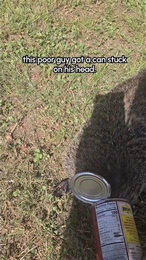 Rescuing a Groundhog With Can Stuck on His Head