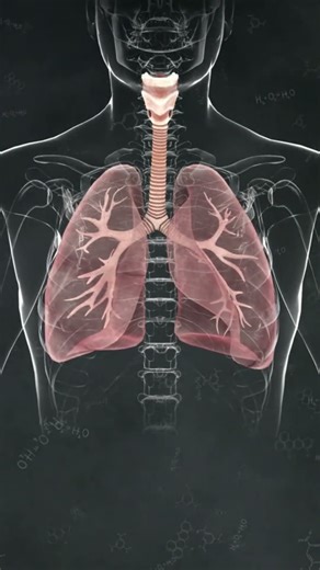 Why Hiccups Happen - Explained in 30 Seconds