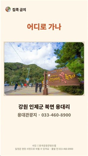 이번 주말이 마지막! 인제 가을꽃축제, 입장 무료·주차 무료 (10월 18일까지)