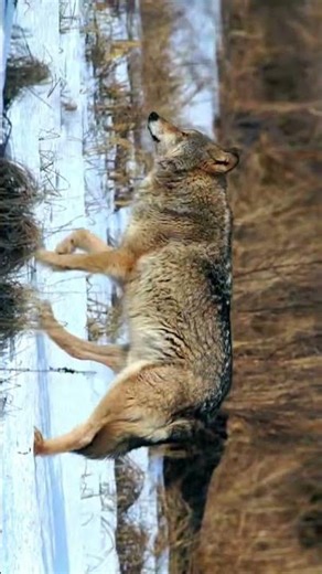 Why Wolves Hunt in Perfect Coordination