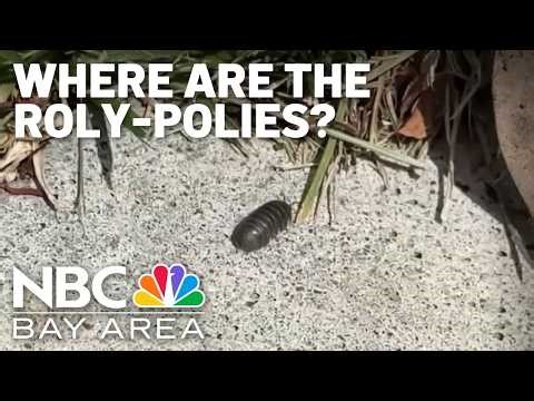 A closer look at how climate change affects roly-polies