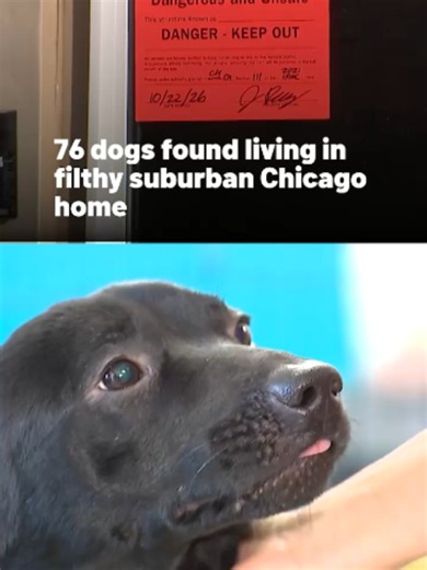A suburban Chicago man faces animal cruelty charges after 76 dogs were rescued from his Lemont home, where authorities say they were living in crowded, filthy and unsafe conditions. Multiple agencies worked together to remove the dogs from the home this week. Tap the 🔗 to learn more. #lemont #chicago #animalcruelty #dogs