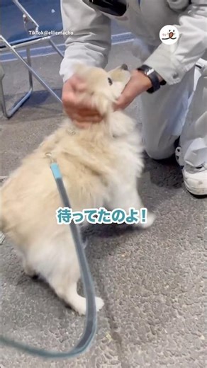 おじさん推し活｜PECO