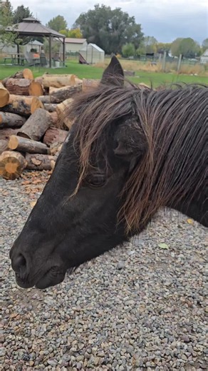 how to adopt a pony #horses #pony #freehorse #aaronbelk | horses