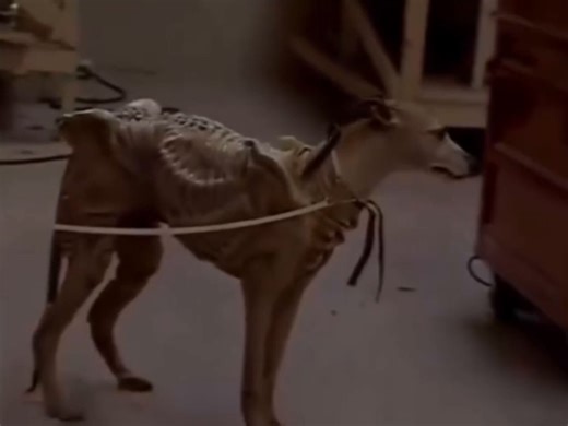 Director David Fincher trying to film 'Alien 3' with a real dog in costume (1992)