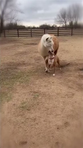 Pitbull and Llama Friendship Love 💖