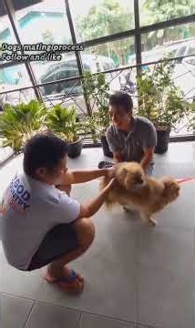 Dog Breeding Secrets | Understanding Dog Mating Behaviour