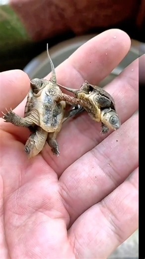 Separating Conjoined Turtles #goodtoknow #vet #medicine #lifehacks #educational #survival #hacks
