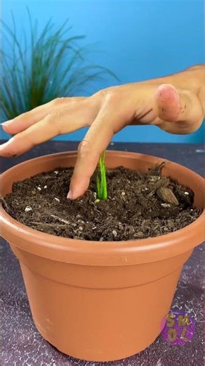 Peanut Discovery: Where Do They Really Grow?