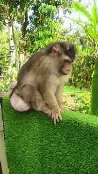 Shaki Doing Spot Check