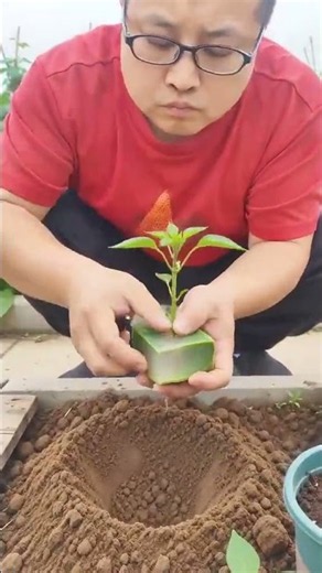 🪴 Aloe Vera Gel Block Rooting & Planting Hack Demonstration #shorts