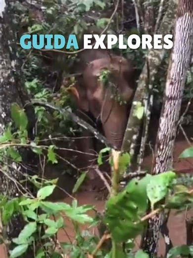 Transforming Elephants' Lives at Elephant Sanctuary Brazil