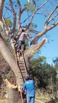 Worst Tree Removal Disasters Caught on Camera #shorts #treecutting #safety