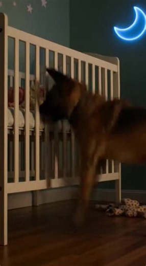 We punished our dog for attacking our son, but the hospital examination revealed the truth: it was a silent hero from beginning to end. The blood was everywhere. On the crib sheets. On the carpet. On Duke’s muzzle. I didn't think. I didn't analyze. I just saw a beast hurting my son. I did what any father would do. I beat him off. I threw him out into the storm. I listened to him howl at the back door as we sped to the hospital, cursing the day I let that dog into our home. I spent three hours in