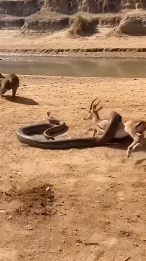 On a sun-baked riverbank, an antelope finds itself ensnared by a massive python. The serene setting quickly turns perilous as the snake coils tightly around its prey. Suddenly, a troop of baboons charges in, their presence disrupting the predator's grip and sparking chaos on the sandy shore. The baboons swarm with frenzied energy, biting and clawing at the python to free the trapped antelope. Dust clouds rise as the animals struggle fiercely against each other. Emergency response from the baboon
