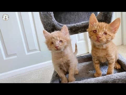 Unwanted for being BLIND, they created a SECRET language to find each other