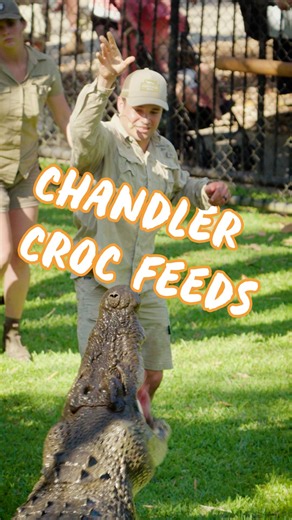 Croc feeding action - Chandler's favorite part of the job!