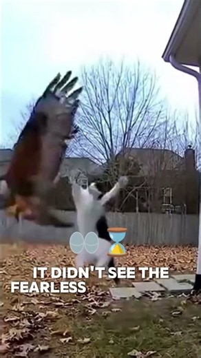 You won't believe how this cat fought off a hawk 😳 #shorts #nature #survival