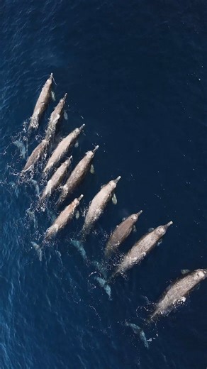 Whale season has arrived on Maui! During this time, thousands of humpback whales migrate to Hawaii’s warm waters to mate, give birth, and raise their young. 🐋 🏝️ | Maverick Helicopters