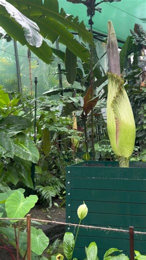 The corpse flowers have officially started to bloom at the Cairns Botanic Gardens, with two of the four opening within the last 24 hours 👉 https://bit.ly/3YdvtlY | Cairns Post