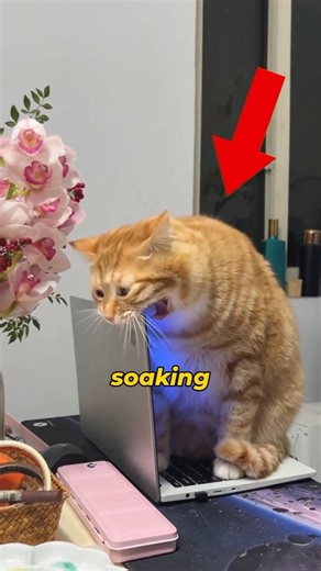 WHY YOUR CAT SITS ON YOUR LAPTOP (IT'S NOT WHAT YOU THINK!) 🐱💻#shorts