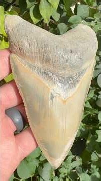 The Best Megalodon Shark Tooth I’ve Ever Found (so far). Think I can ever find a better one??