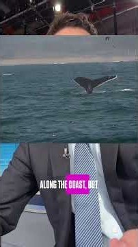 Prime time for Monterey Bay whale watching