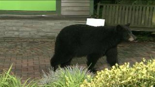 Original video: Bears invade the WNEP backyard during newscast
