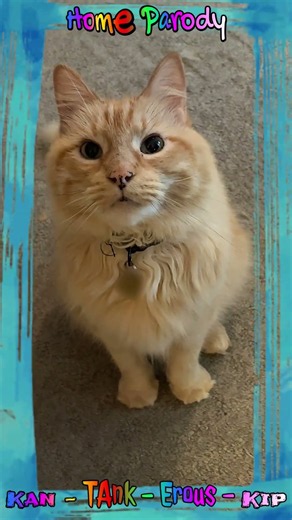 My Cat Ellie - Parody of Willie Nelson's - All of Me - a Kan-Tank-Erous-Kip Home Parody #shorts