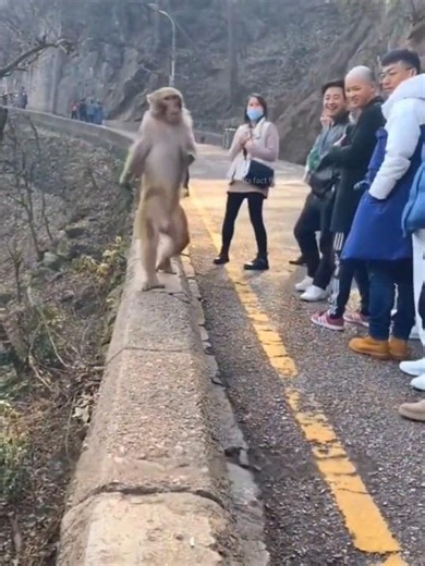 This monkey walks 14 kilometers every day 🐒❤️🥹