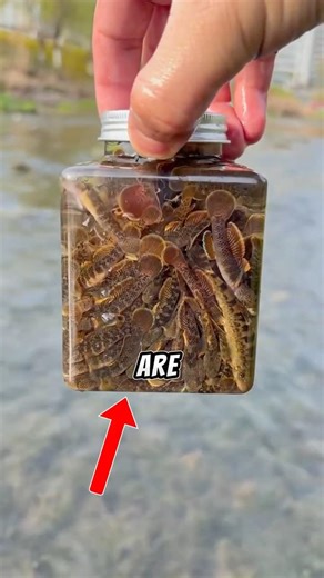 He Found Fish Trapped in Drying Water… Then Did This 😮