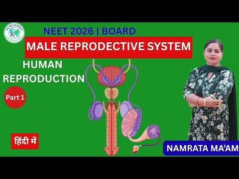 Human Reproduction Part 1 | Introduction & Male Reproductive System | NEET 2026 & Board exams