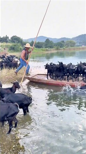Ferrying goats across the river every day for natural grazing