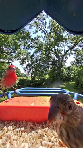 Finch Up Close - July 13, 2026 #birds #wildlife #nature #birdsounds