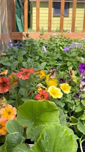 FATTEN UP SEEDLINGS: 3 Simple Steps 🧪🌱 #shorts #fertilizer #seedling #zone3 #plantfood #seedstarting