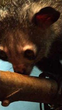 Aye Aye: The Harbinger of Death #Animals #Lemur #Wildlife #Nature #Shorts