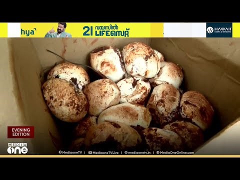 കോഴിക്കോട് ഓമശ്ശേരിയിൽ അടയിരിക്കുന്ന പെരുമ്പാമ്പിനെ കണ്ടെത്തി: 34 മുട്ടകൾ പുറത്തെടുത്തു