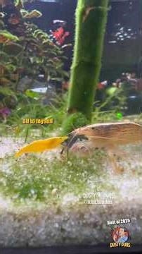 Dusty Dubs BEST OF 2025 Animal Voiceovers! 🤣