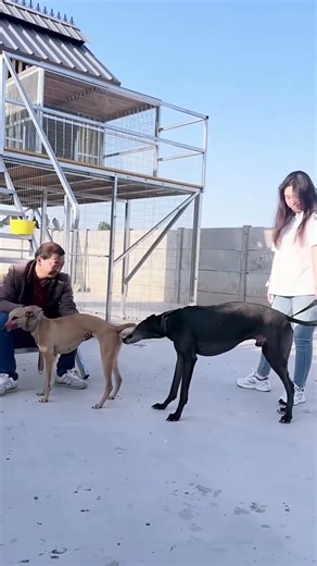 Dog Training Plan Beyond Normal Barks@ 31