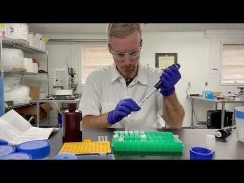 Bradford Assay And How To Calculate Protein Concentration In Excel