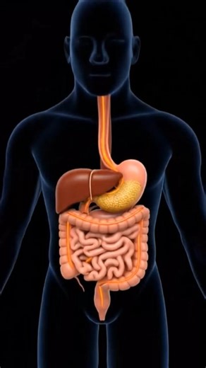Digestive System Animation | Human Anatomy Explained Step-by-Step #shortsvideo