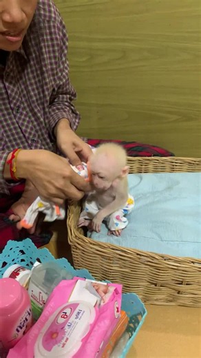 Monkey Bibi Latest Video: Watch This Cute Baby Monkey!