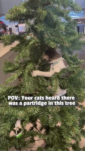 Adorable Kittens Scamper Around Christmas Tree
