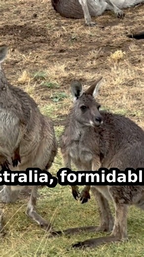 The Brutal Science Behind a Kangaroo's Deadly Kick #Shorts