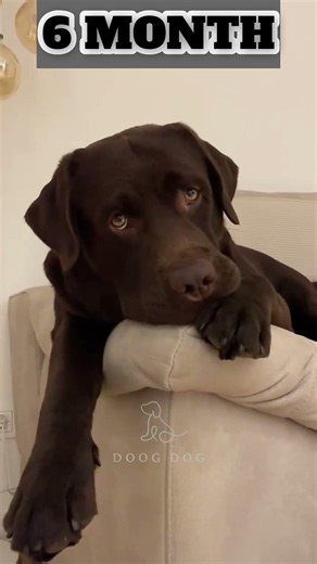 CHOCLATE COLOUR LABRADOR RETRIEVER PUPPY # #puppy #doggielife #the #YOUTUBE #ytshortsindia #dogster