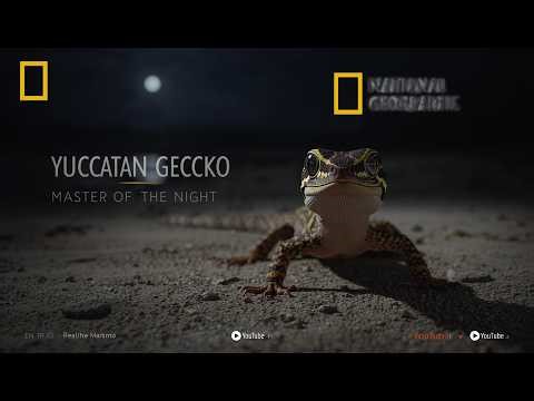 📰 Yucatan Banded Gecko: The Night Walker That Thrives in Silence