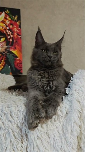 Zefir Maine Coon POLY Blue Male