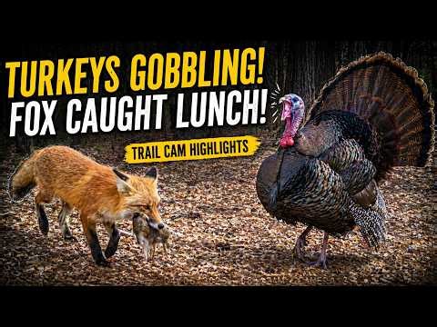 Fox Has A Successful Hunt...While Turkeys Gobble Nearby! Trail Cam Footage!